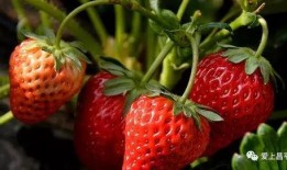 最新爆料草莓图片,最新爆料图片揭秘诱人果实风采
