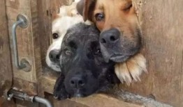 独家爆料玩法狗子视频大全,玩法狗子视频大全，带你领略萌宠魅力