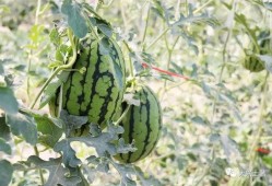 吃瓜网红的网站叫啥名,揭秘热门话题背后的秘密