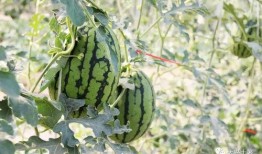 吃瓜网红的网站叫啥名,揭秘热门话题背后的秘密