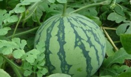 长沙网红吃瓜事件真相,揭秘背后真相与网络舆论的漩涡