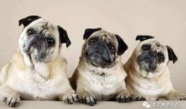 巴哥爆料水管怎么处理视频,水管处理技巧视频详解