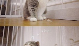 胖猫爆料老板视频,视频爆料背后的惊人真相