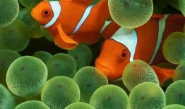 爆料小丑鱼视频全集,视频全集深度解析