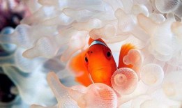 爆料小丑鱼视频全集,视频全集深度解析