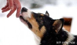 独家爆料玩法狗子视频大全,玩法狗子视频大全，带你领略萌宠魅力