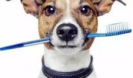 狗狗最新爆料视频大全图片,萌宠瞬间大盘点，笑料十足！