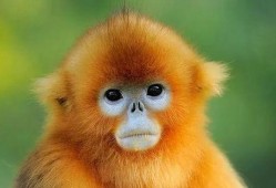 金吉鸟最新爆料图片高清,惊艳瞬间尽收眼底