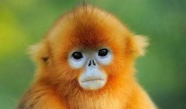 金吉鸟最新爆料图片高清,惊艳瞬间尽收眼底