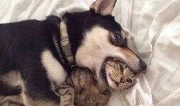 独家爆料玩法狗子视频大全,玩法狗子视频大全，带你领略萌宠魅力