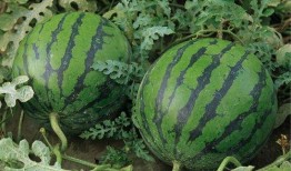 新疆网红吃瓜事件真相,真相与误解的交织