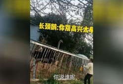 爆笑大哥爆料视频,视频中的搞笑瞬间，笑到肚子疼！