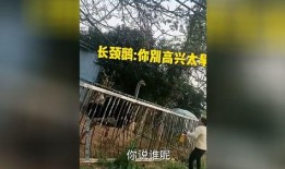 爆笑大哥爆料视频,视频中的搞笑瞬间，笑到肚子疼！