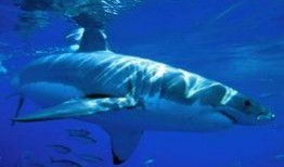海洋爆料大白鲨视频下载,揭秘大白鲨神秘身影